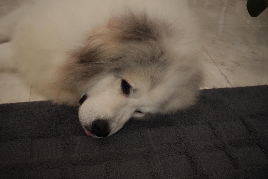 ココちゃん＠2017-07-24夕