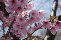 20Dで撮って出しで古臭い色味