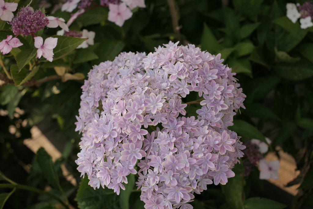 ココさん所の花