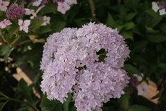 ココさん所の花