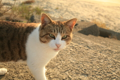 今日も元気なトム君