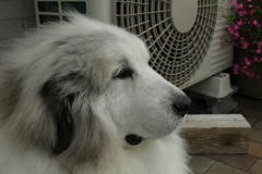 日曜昼も番犬してるココさん