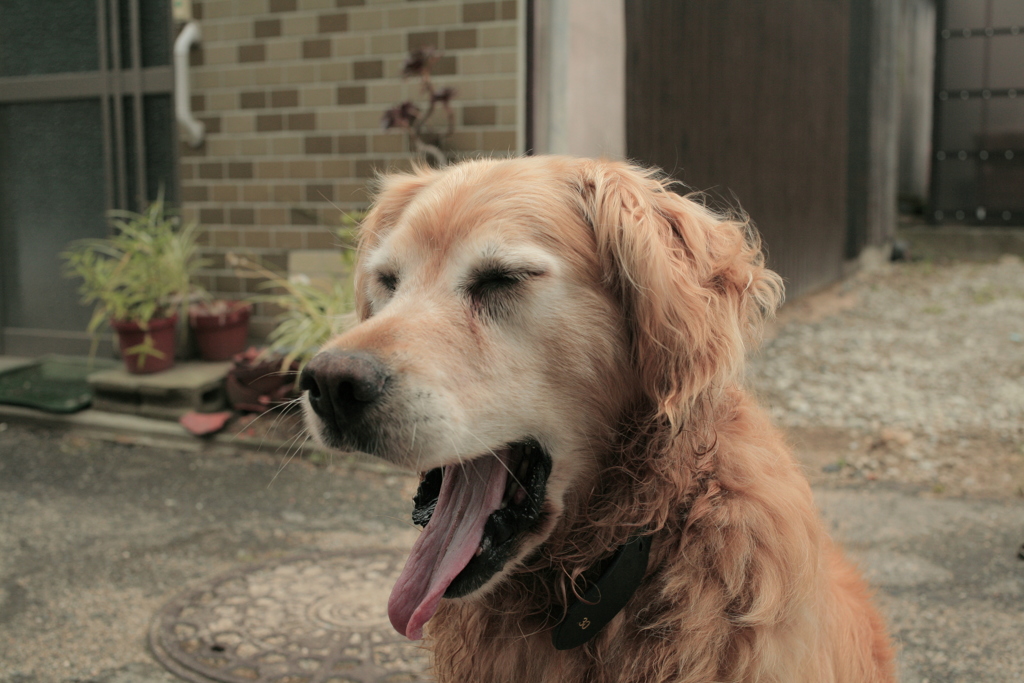 お宿番してるみゅうちゃん
