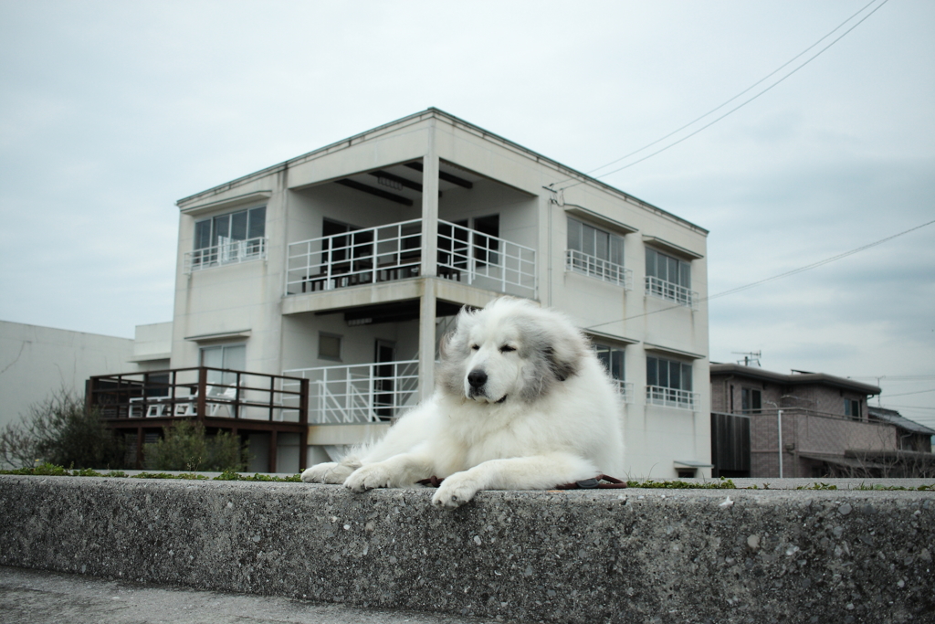 ココちゃんを堤防まで連れ出して写真撮影