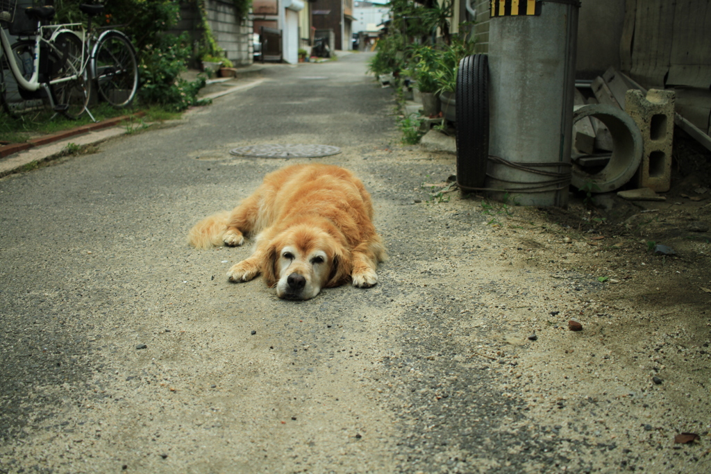 お宿番してるみゅうちゃん