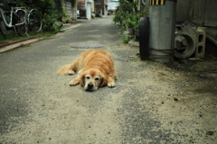 お宿番してるみゅうちゃん