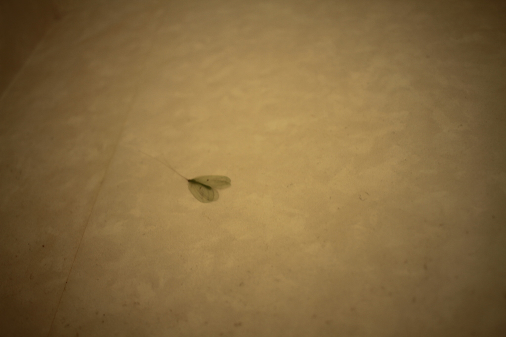 壁紙の柄みたいな虫