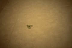 壁紙の柄みたいな虫