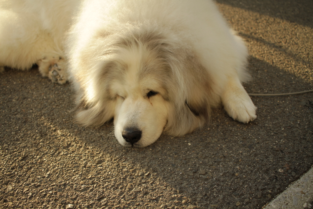 今日もほのぼのしてるココさん
