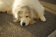 今日もほのぼのしてるココさん