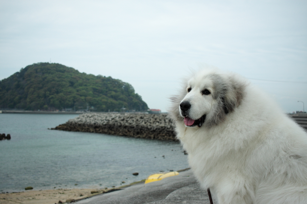 ココちゃんを堤防まで連れ出して写真撮影