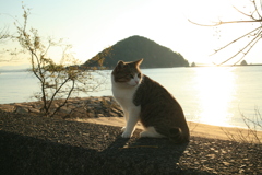 トム君