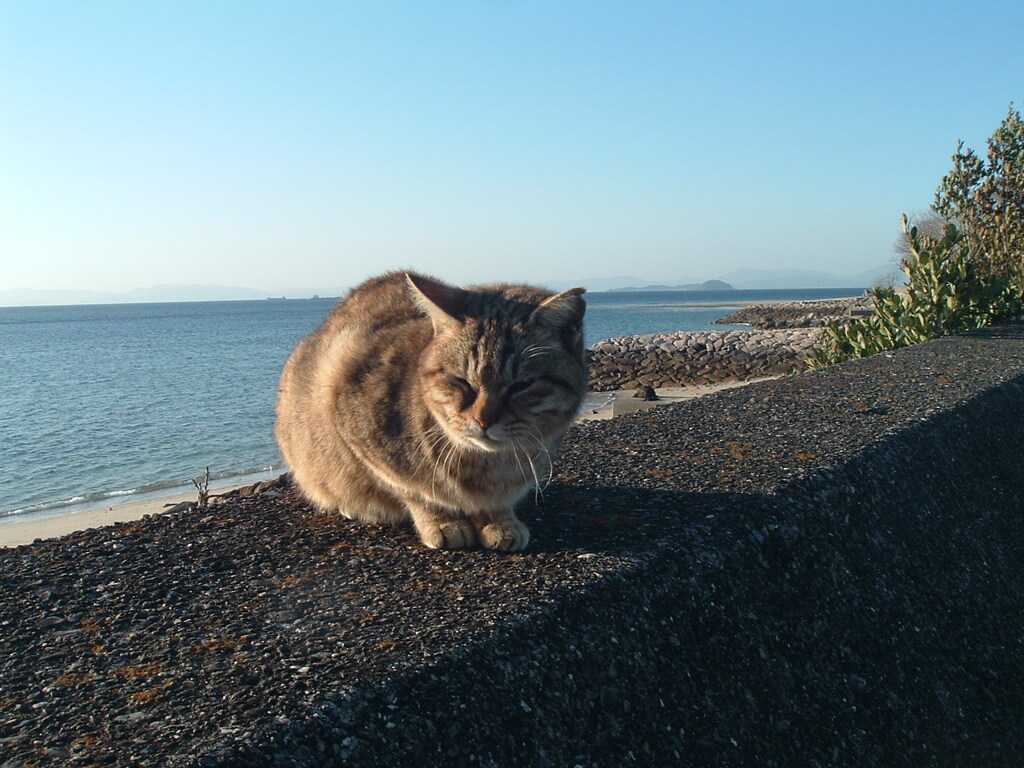 CCD機は写りが優しいな