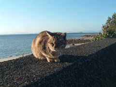 CCD機は写りが優しいな