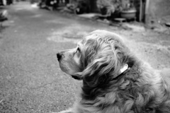 モノクロ＠2019-07-08