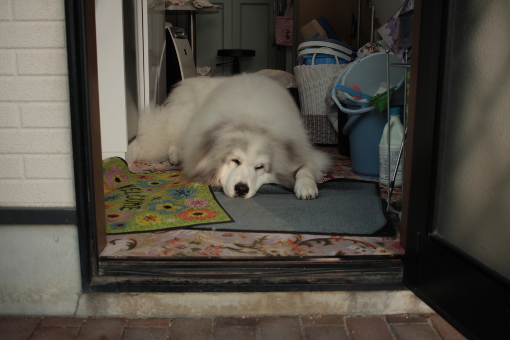 暑くて家の中がいいココちゃん