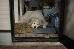 暑くて家の中がいいココちゃん