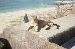 昭和のテイストでいい感じ