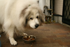 ご飯が美味しいココさん