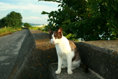 にゃんこ