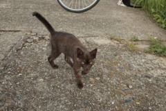 子猫もすくすく大きくなってる