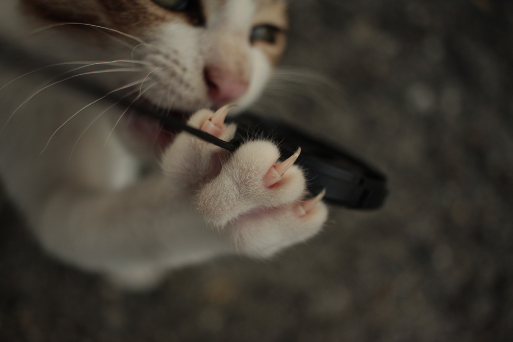 フタおいしいんですか？