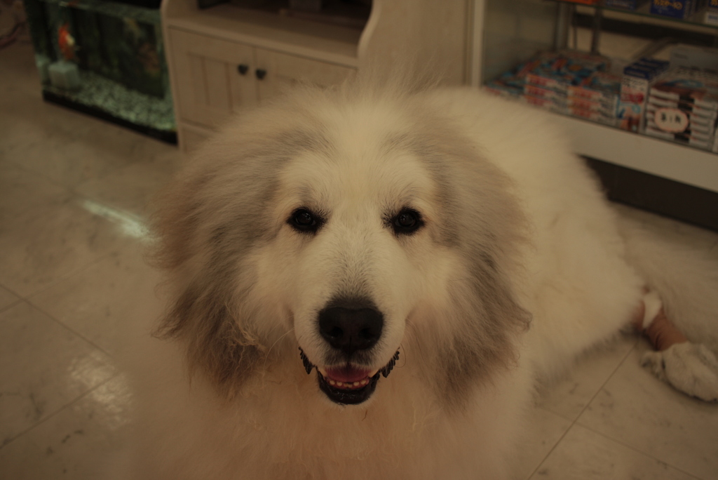 お店番してるココちゃん