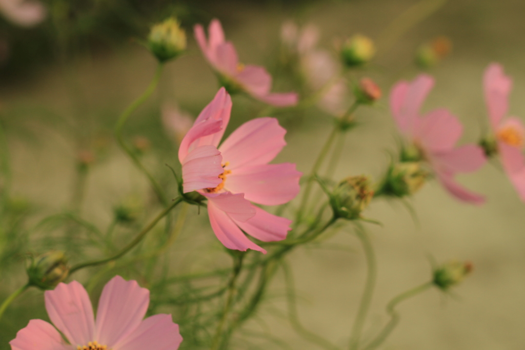 スイートピー？？