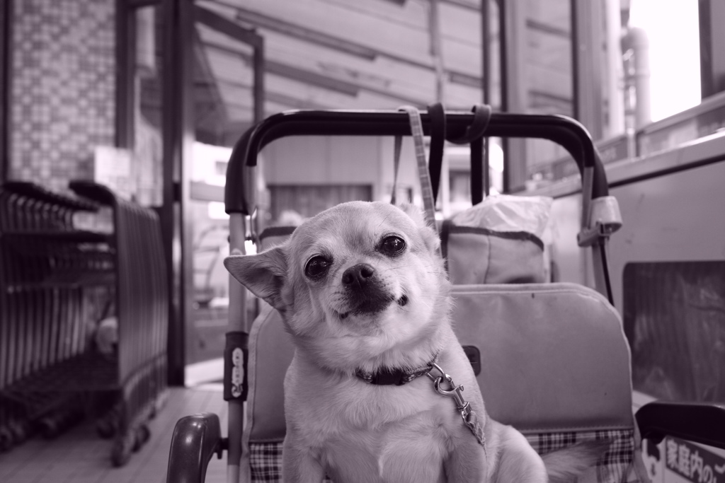 @2018-03-27  モノクロ