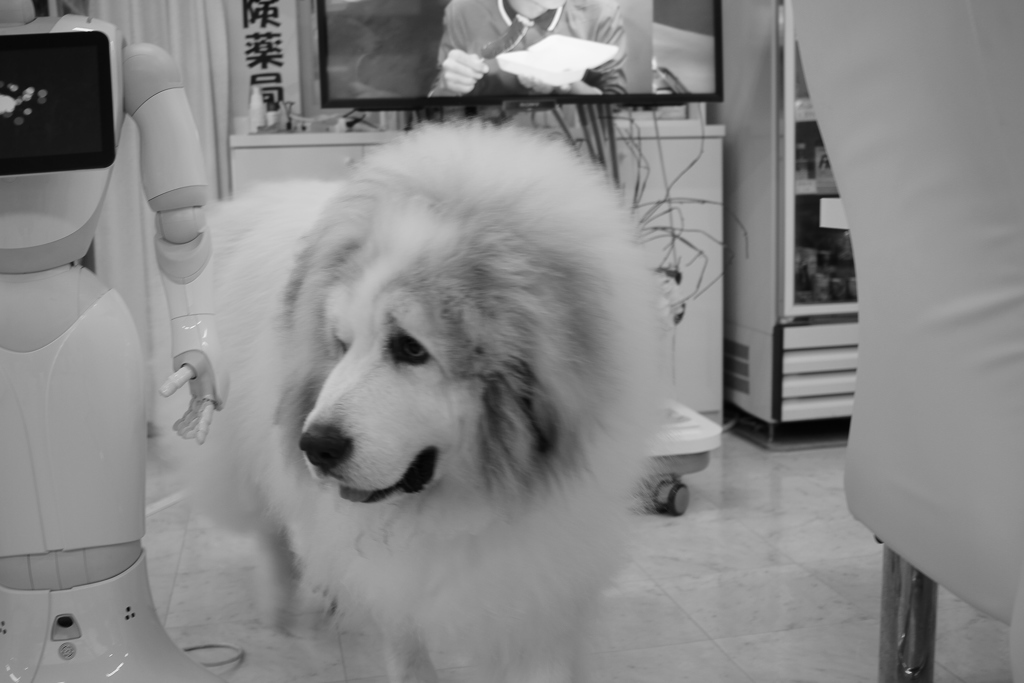 奥から出てきてくれたココさん