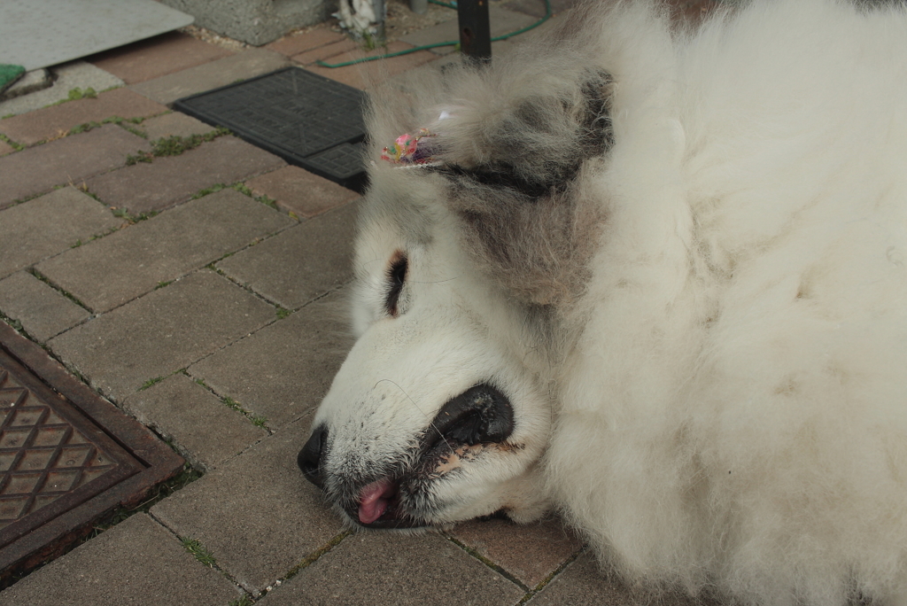 ココちゃんの散歩を頼まれる　６