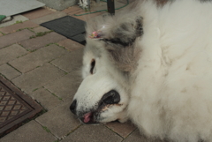 ココちゃんの散歩を頼まれる　６