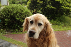 お宿番のみゅうちゃん