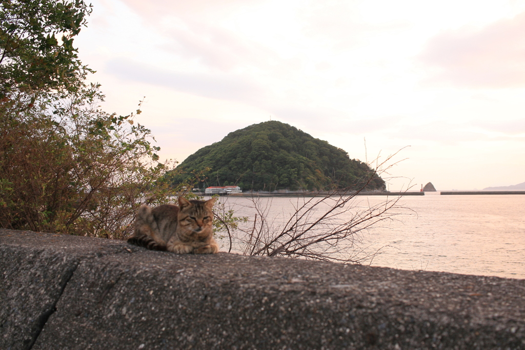 にゃんこと鹿島