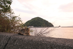 にゃんこと鹿島