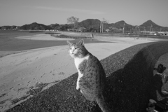 今日もスケベ猫なトム君