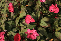 ココちゃんとこの花