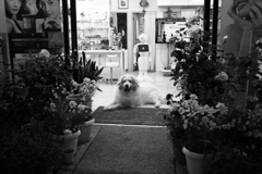 お店番してるココさん