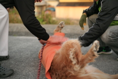 されるがままのみゅうちゃん