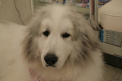 裏から出てきてくれたココさん