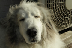 今日のココさん