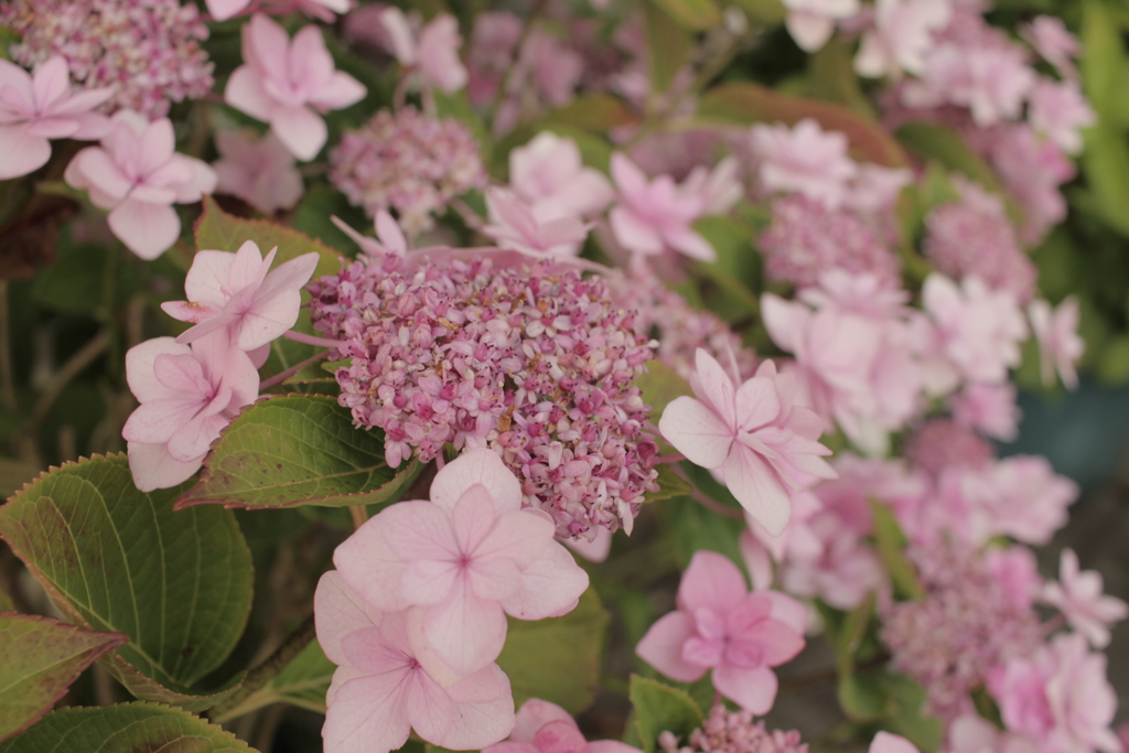 ガクアジサイ？