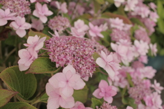 ガクアジサイ？