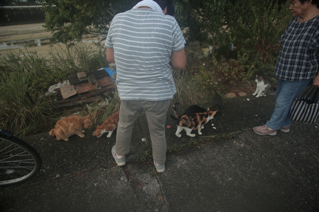 リアルねこあつめ