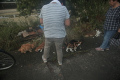 リアルねこあつめ