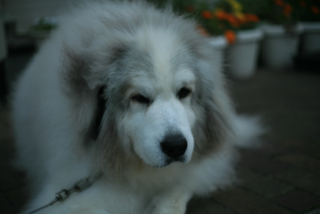 今日もポニョポニョしてるココさん