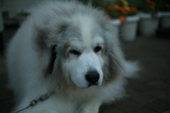 今日もポニョポニョしてるココさん