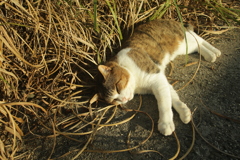 今日も自由なトム君