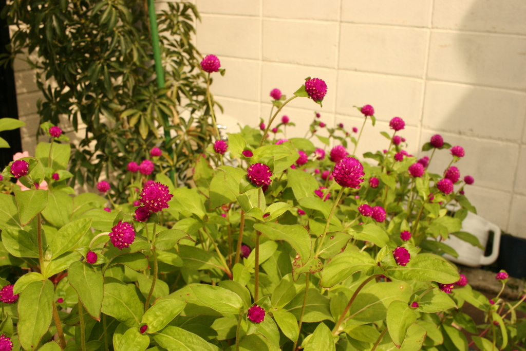 ココさんところの花