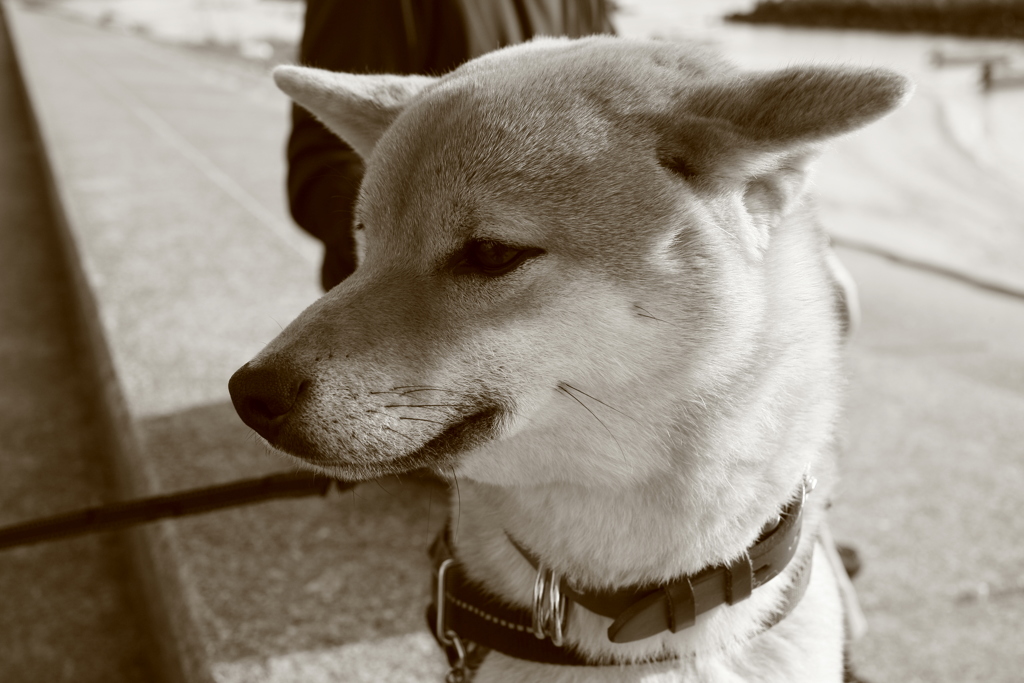 まろちゃん1歳8か月